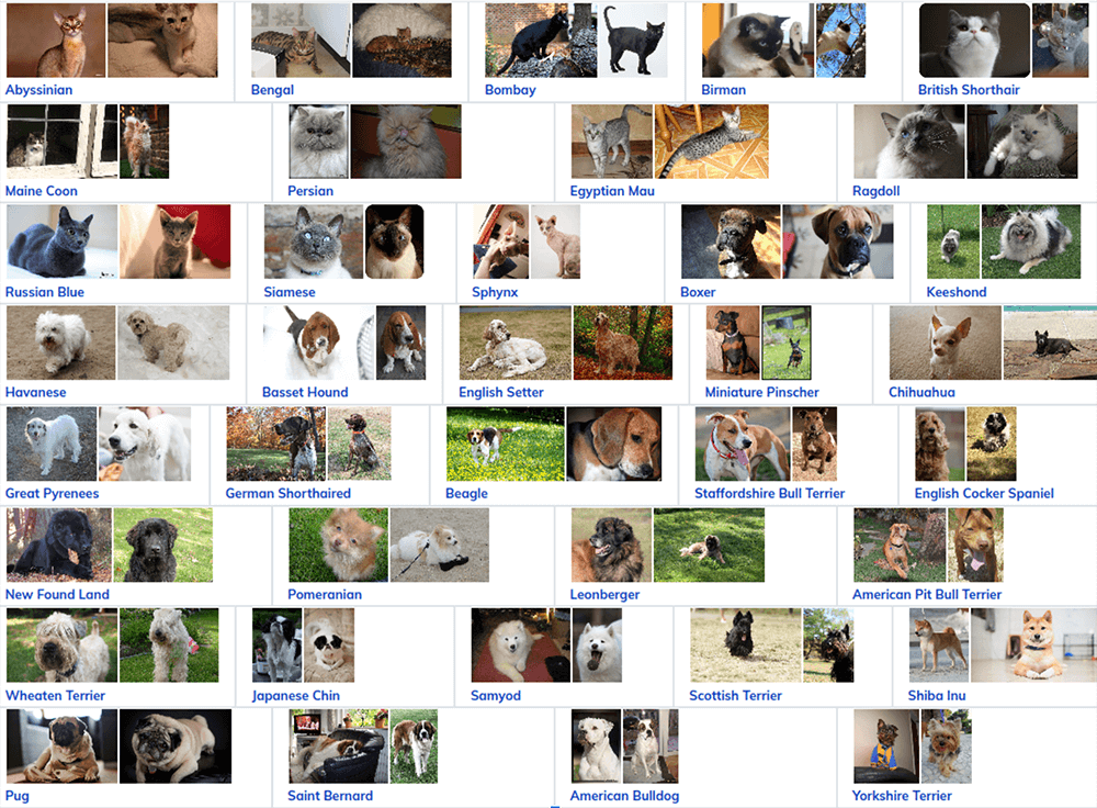 deep learning pictures dogs